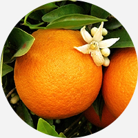 ネロリイメージ