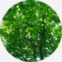 青森ひばイメージ