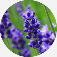 ラベンダーイメージ