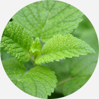 ペパーミントイメージ