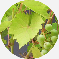 ブドウの葉イメージ